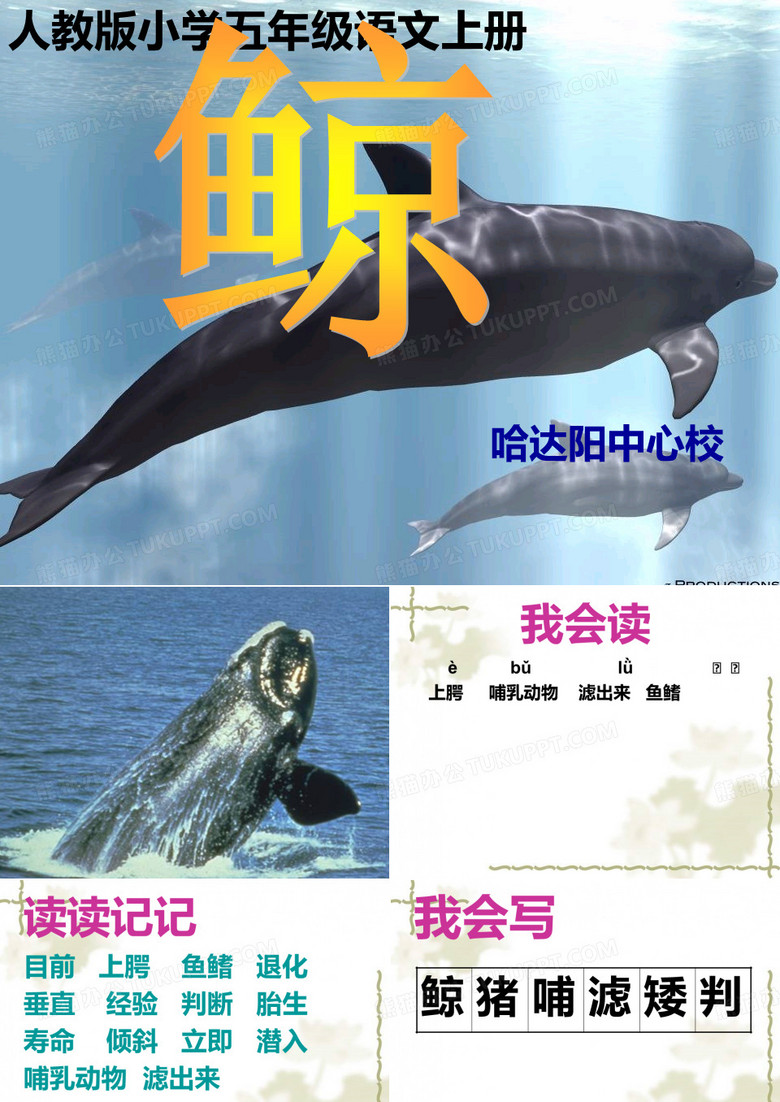 《鲸》教学PPT课件