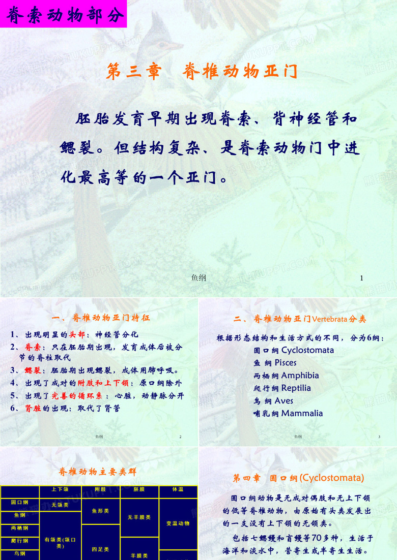 046脊椎动物鱼纲