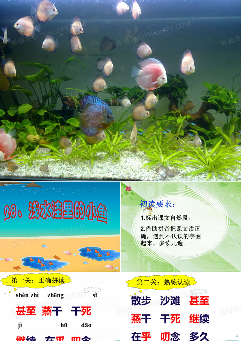浅水洼里的小鱼