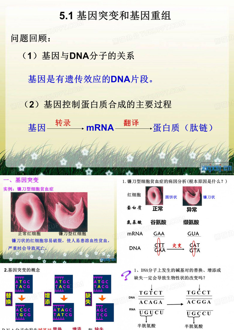 基因突变和基因重组