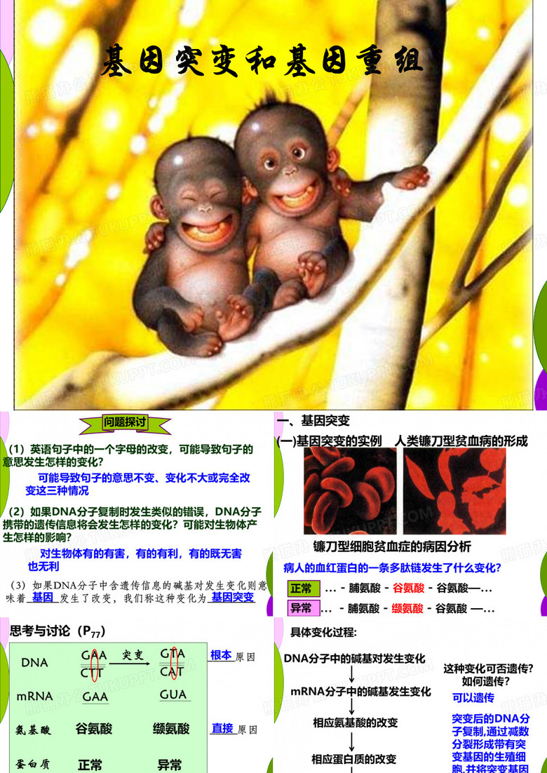 基因突变和基因重组