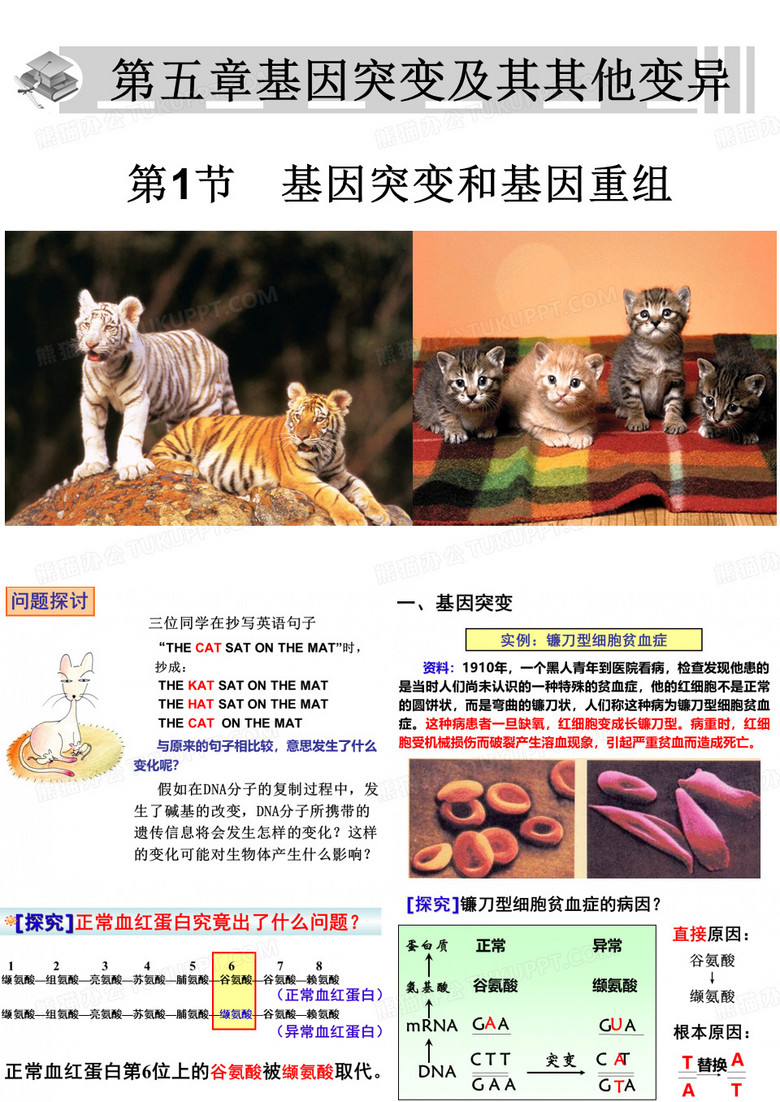基因突变和基因重组