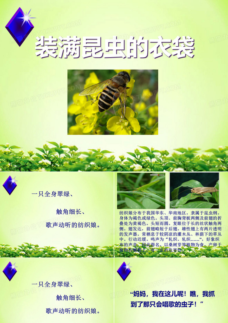 《装满昆虫的衣袋》PPT课件