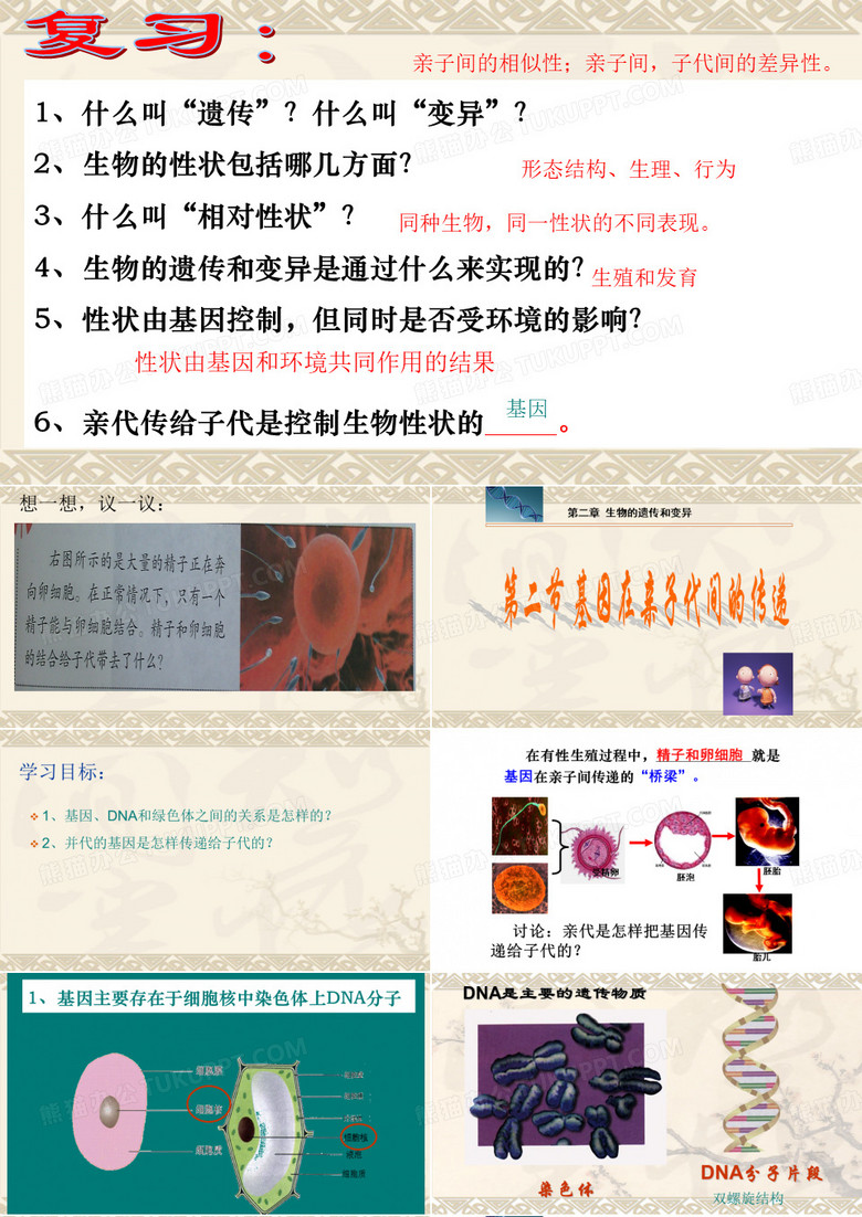 基因在亲子代间的传递