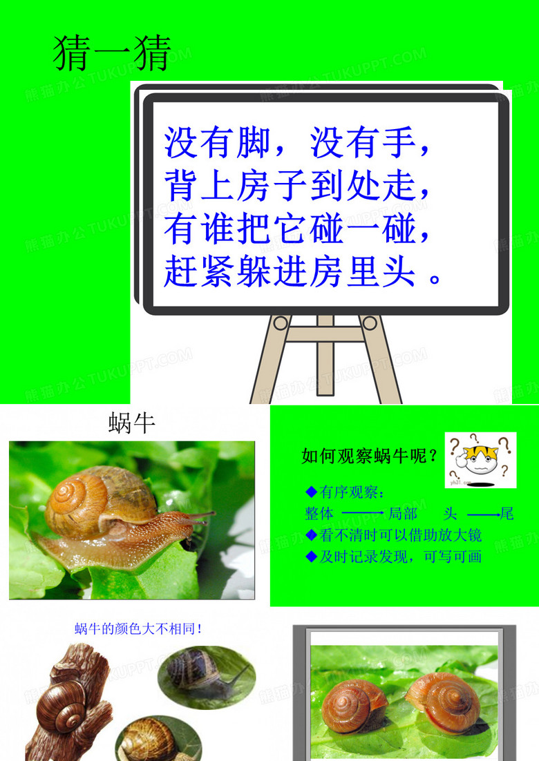 三年级科学蜗牛一