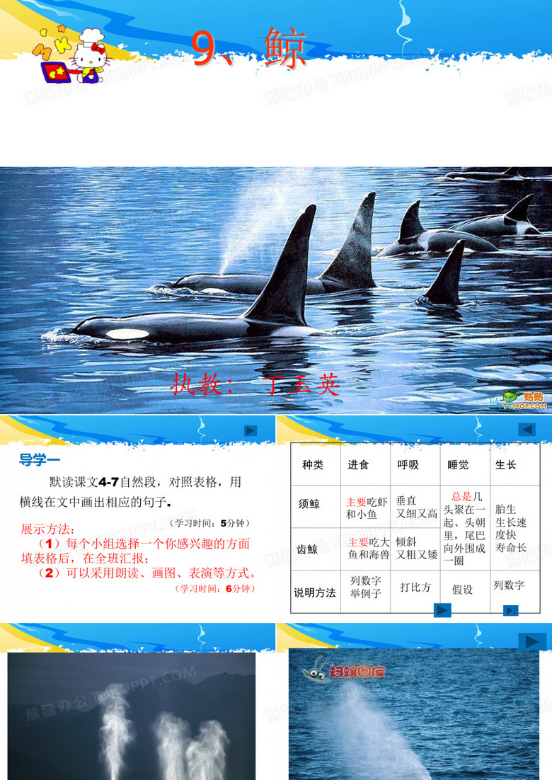 鲸教学课件
