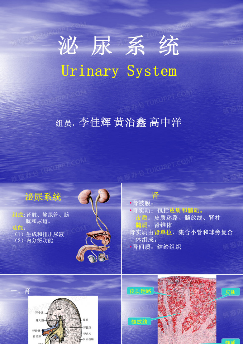 组胚泌尿系统