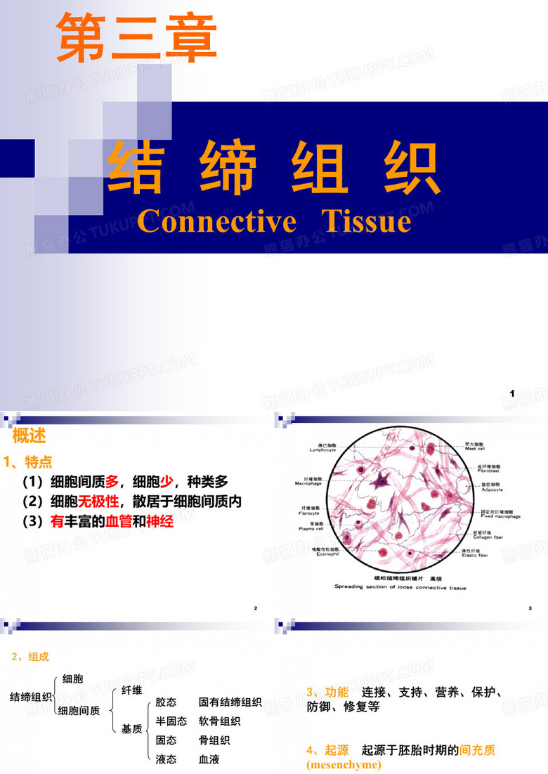 大学组胚结缔组织