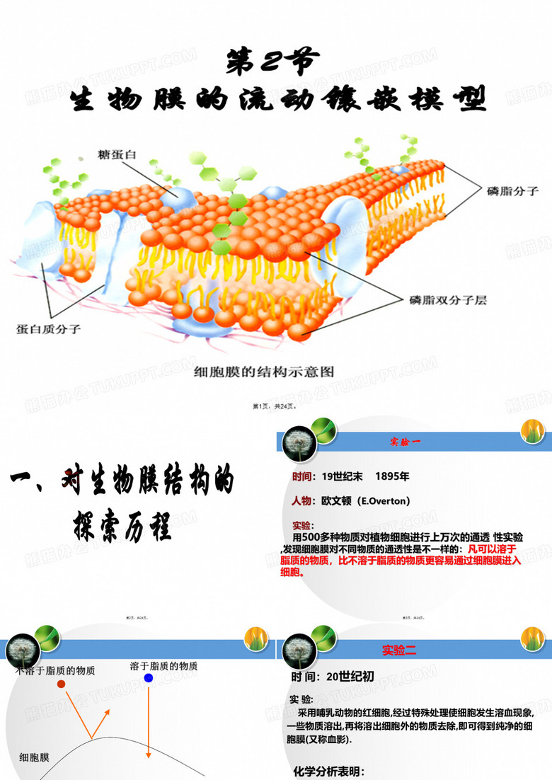 1.4.2细胞膜的流动镶嵌模型(永中祁)