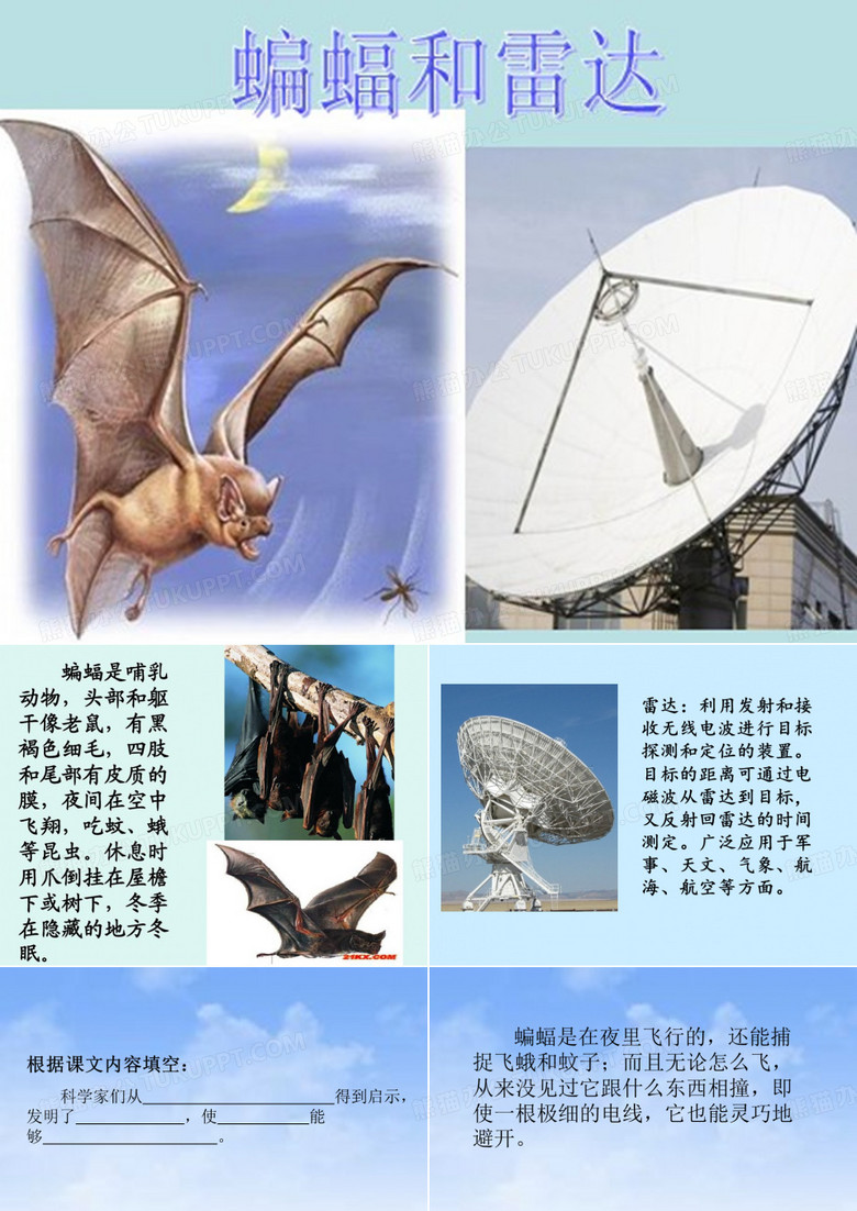蝙蝠和雷达