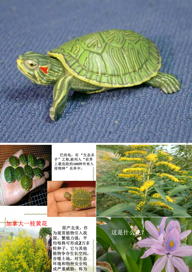 生物入侵者