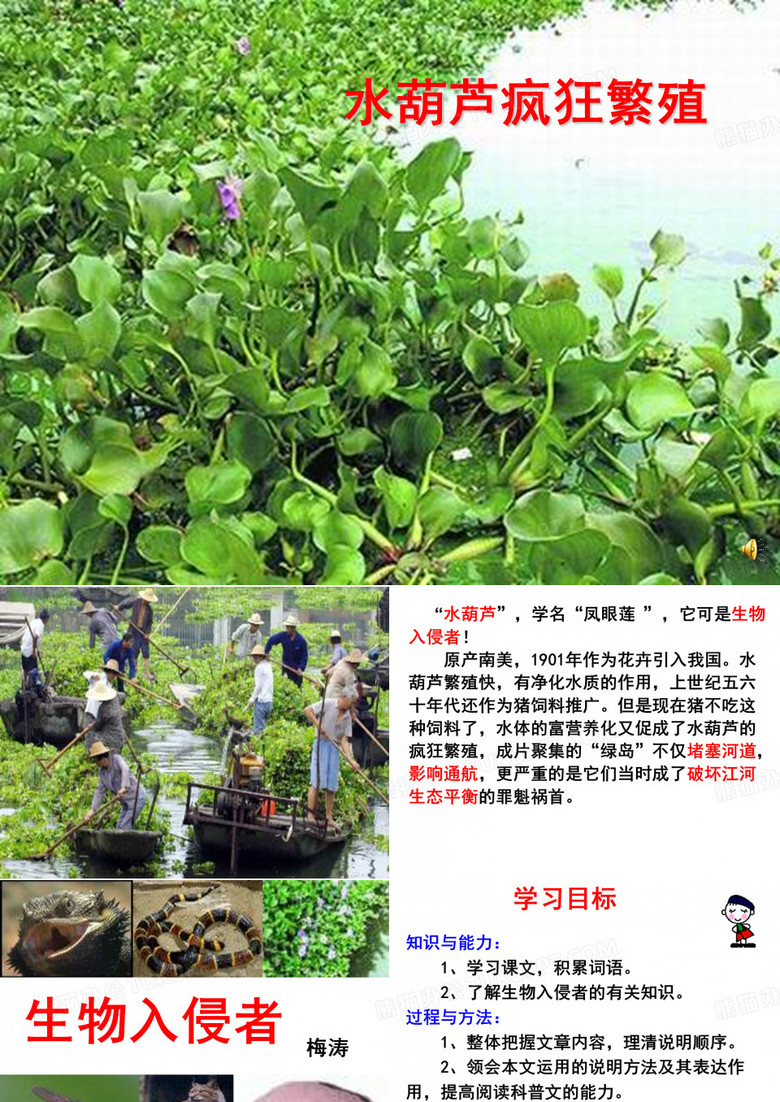 《生物入侵者》课件