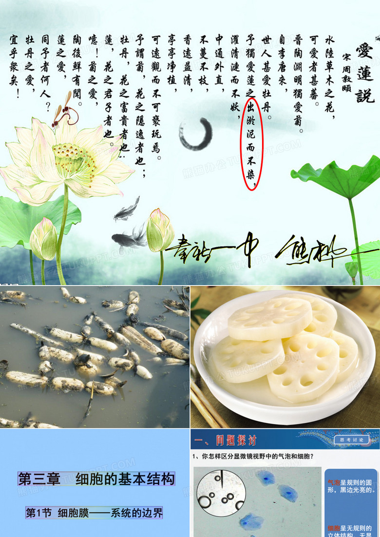 系统的边界细胞膜