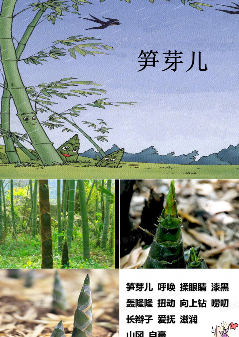 笋芽