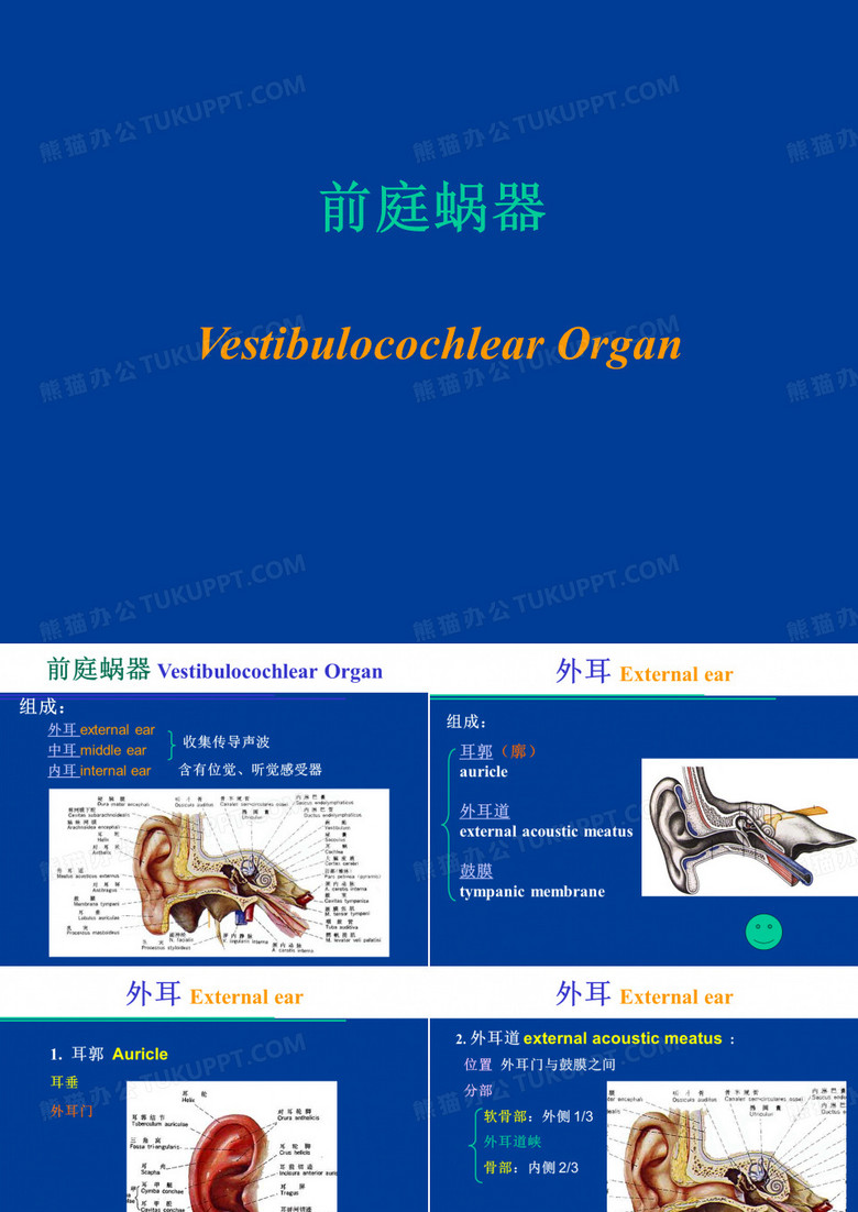 前庭蜗器
