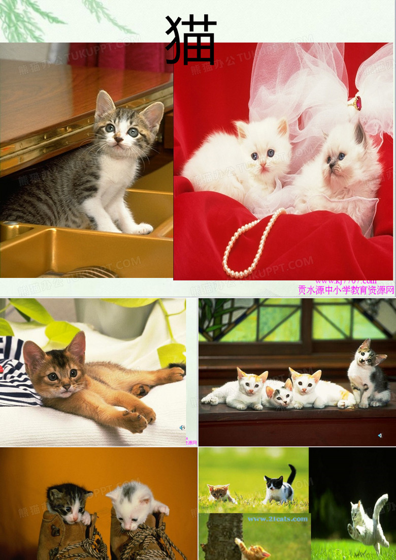 部编版语文四上PPT课件《猫》课件2 部编版语文四上PPT课件《猫》课件2