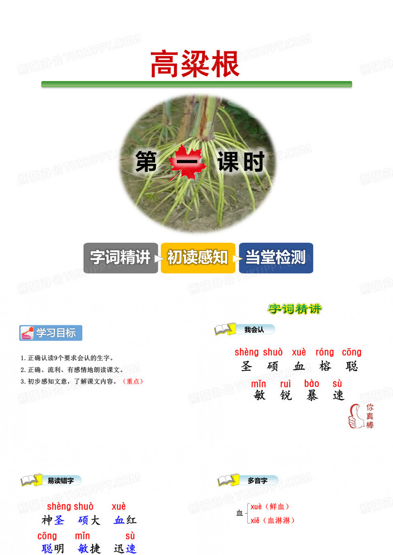 高粱根PPT