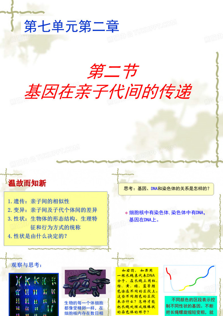 基因在亲子代间的传递