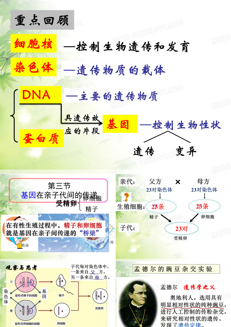 基因在亲子代间的传递