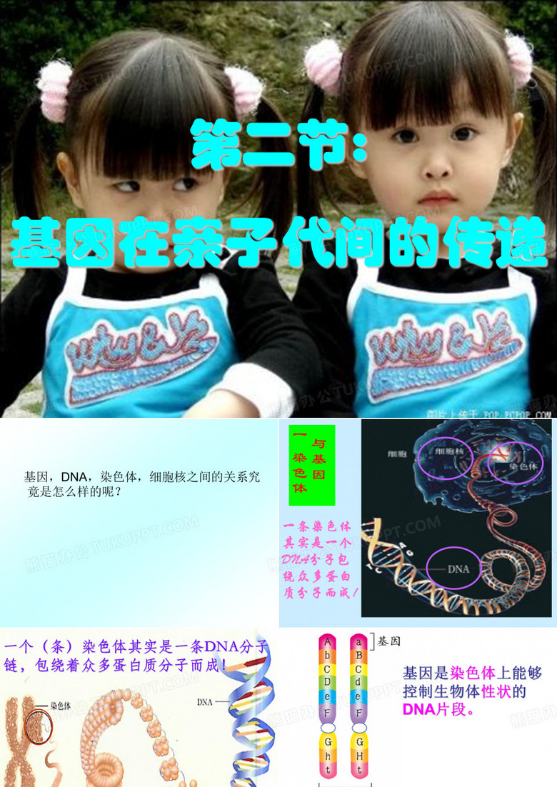 基因在亲子代间的传递