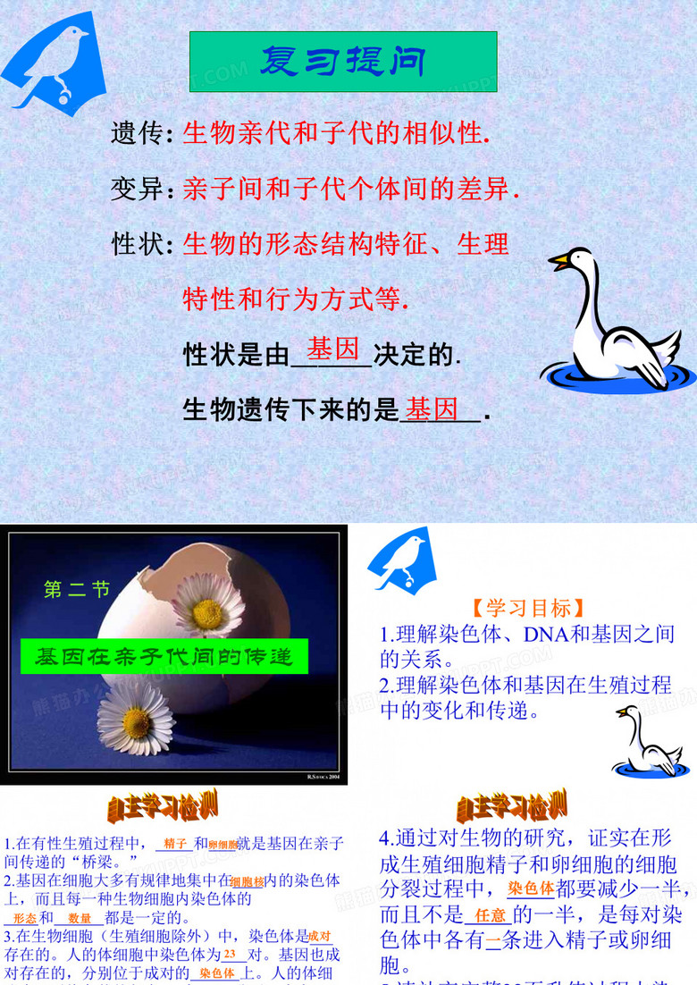 基因在亲子代间的传递