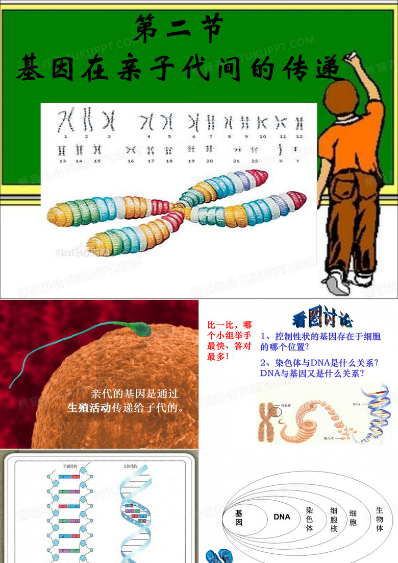 基因在亲子代间的传递课件
