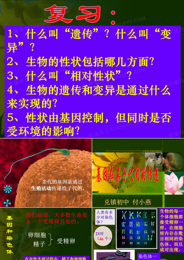 基因在亲子代间的传递.ppt