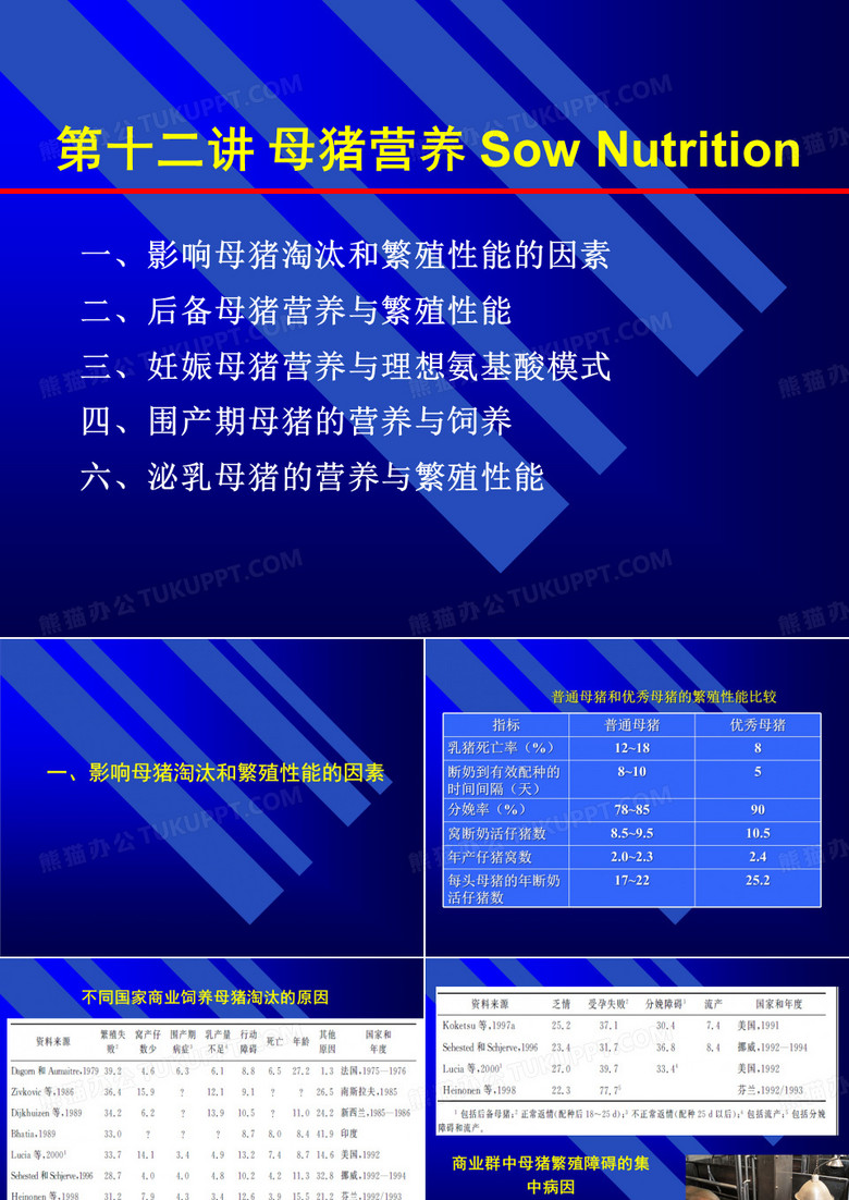 母猪营养