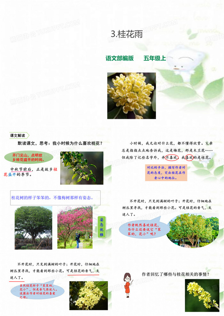 部编版桂花雨PPT完美版