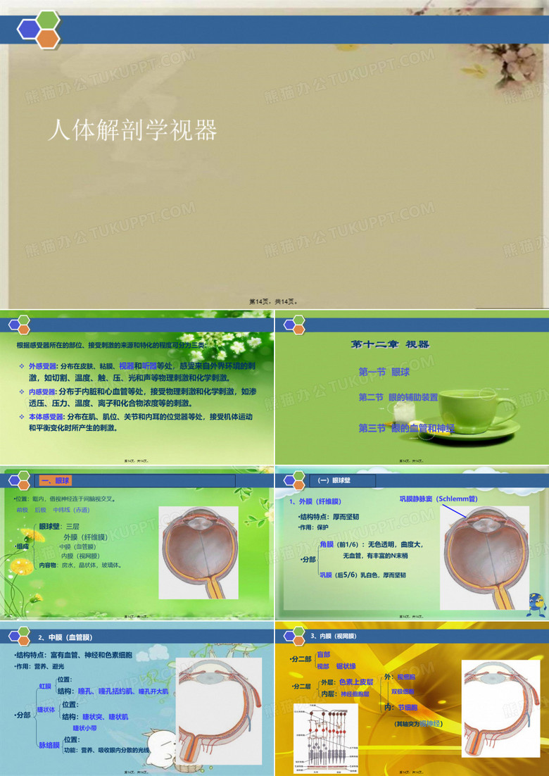 人体解剖学视器