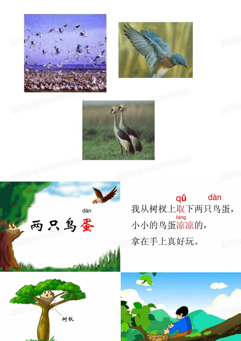 两只鸟蛋 课件1