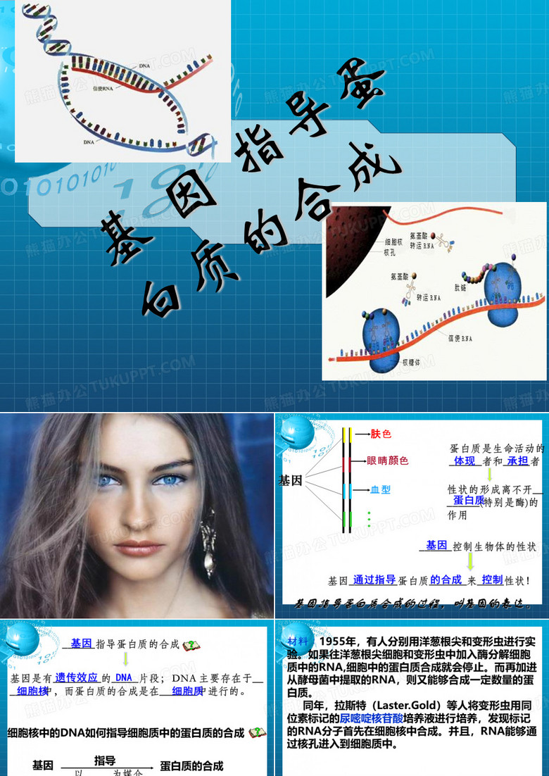 基因指导蛋白质合成