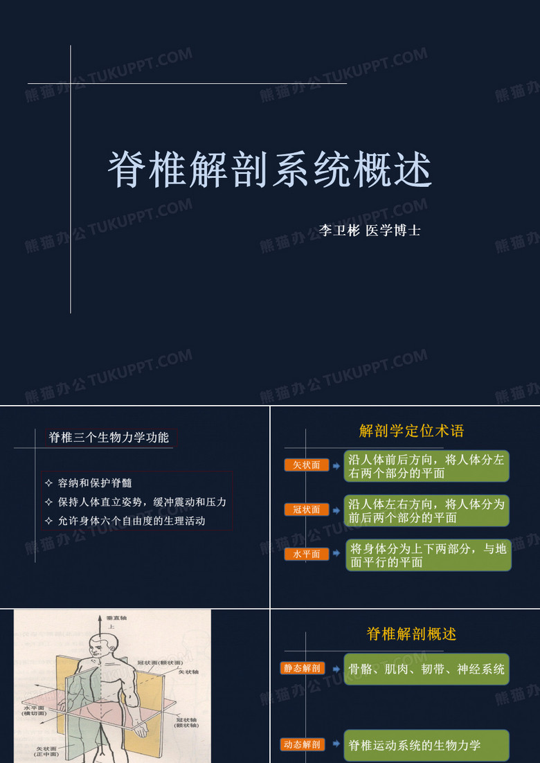脊椎的解剖