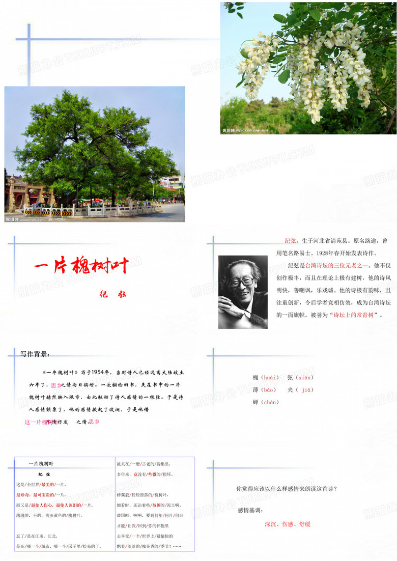 一片槐树叶