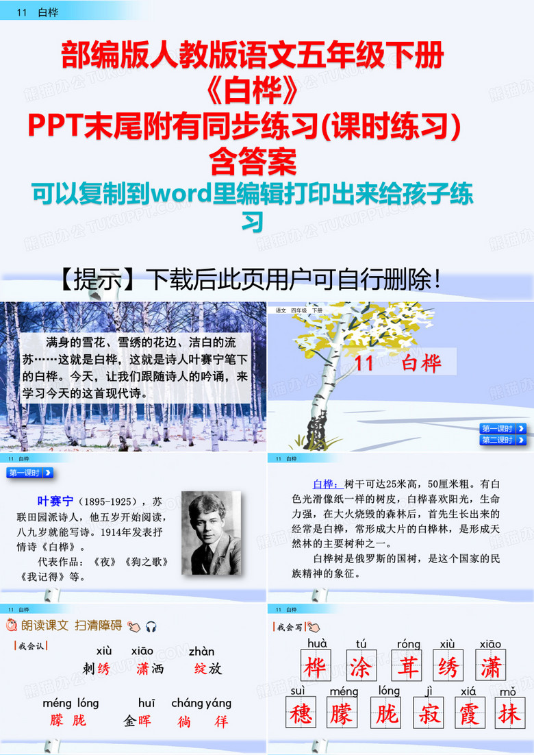 11 白桦