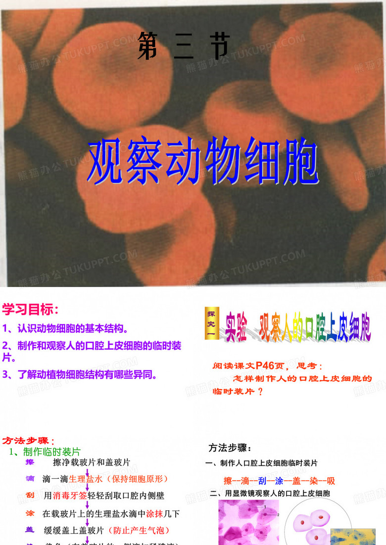 动物细胞