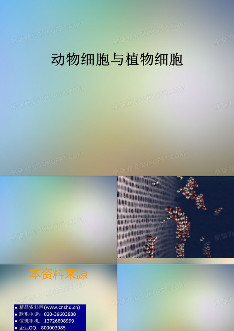 动物细胞与植物细胞