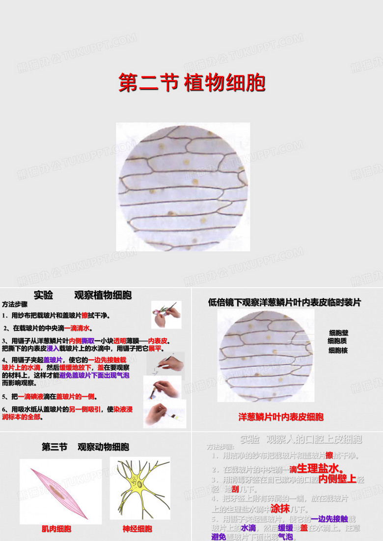 植物细胞和动物细胞