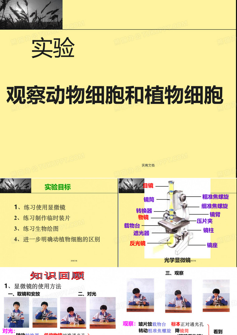 观察植物细胞与动物细胞