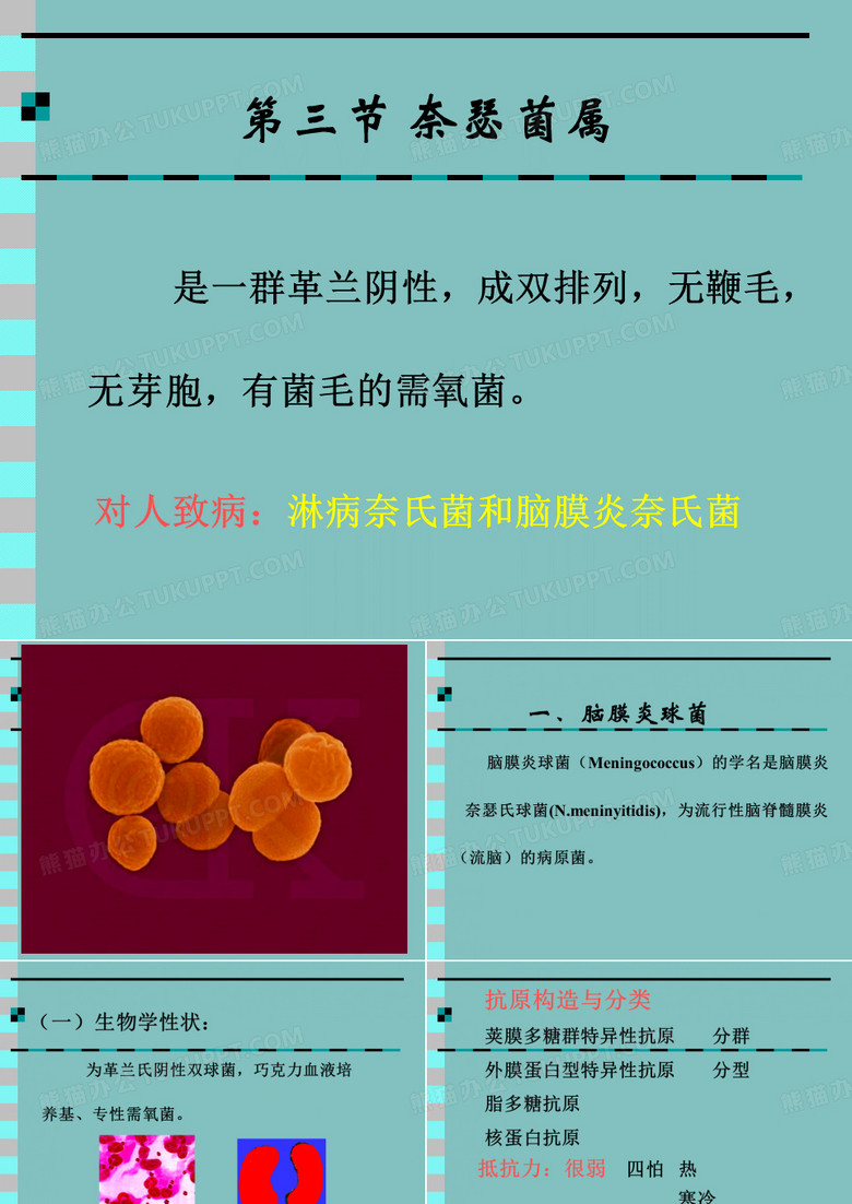 脑膜炎球菌和淋球菌05