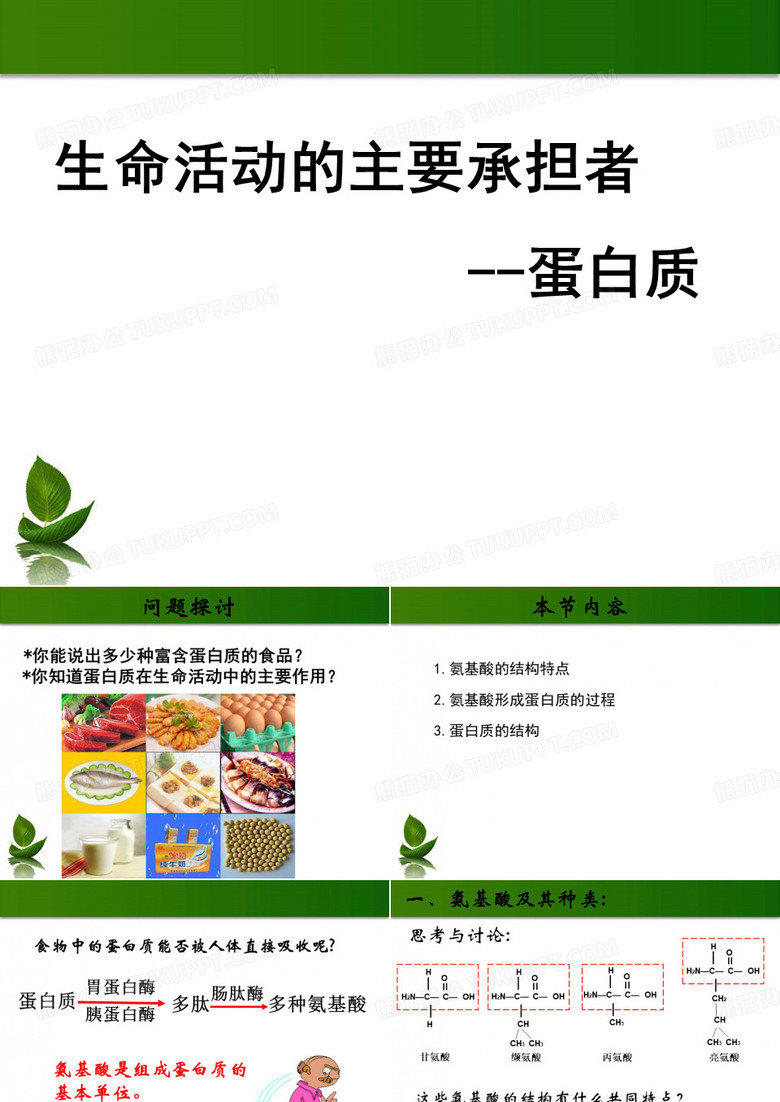生命活动的主要承担者--蛋白质