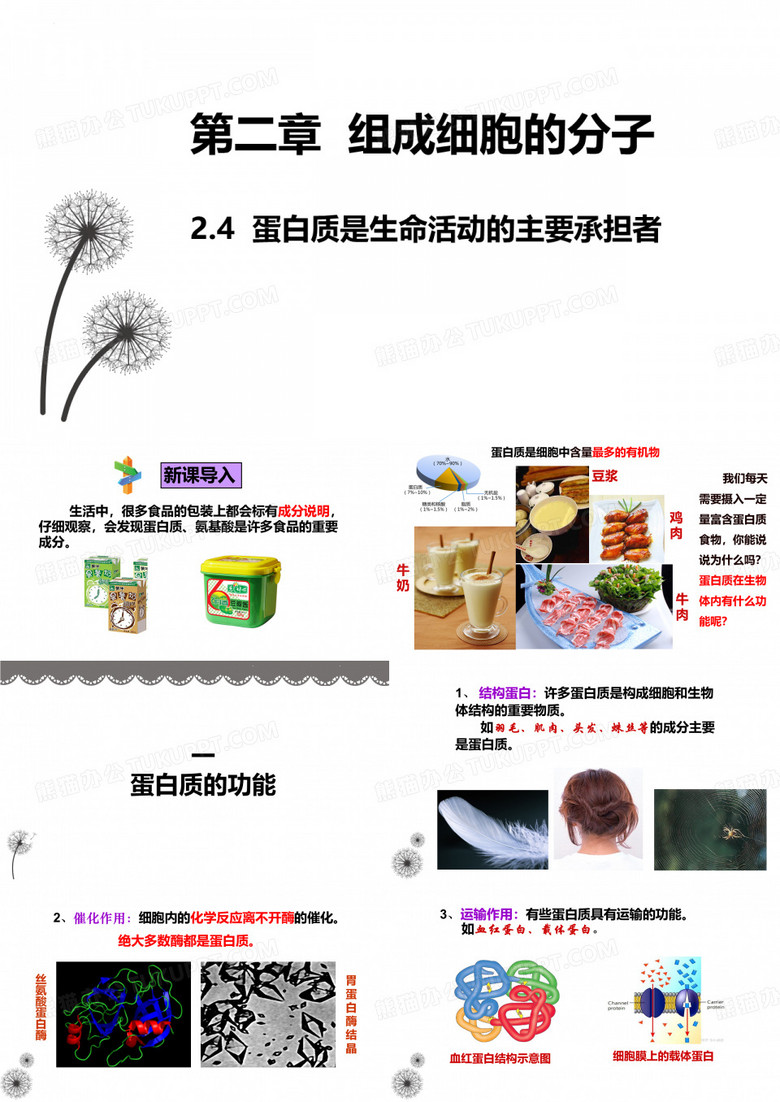 蛋白质是生命活动的主要承担者