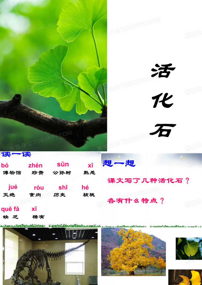 活化石