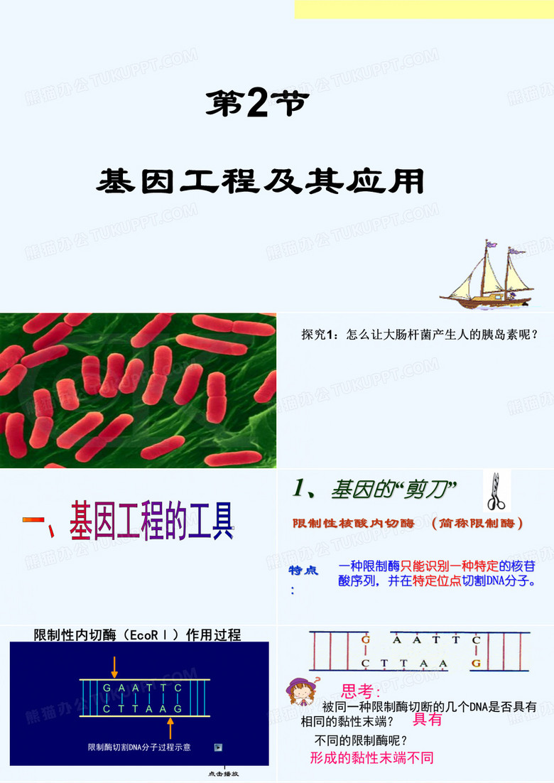 基因工程及其应用