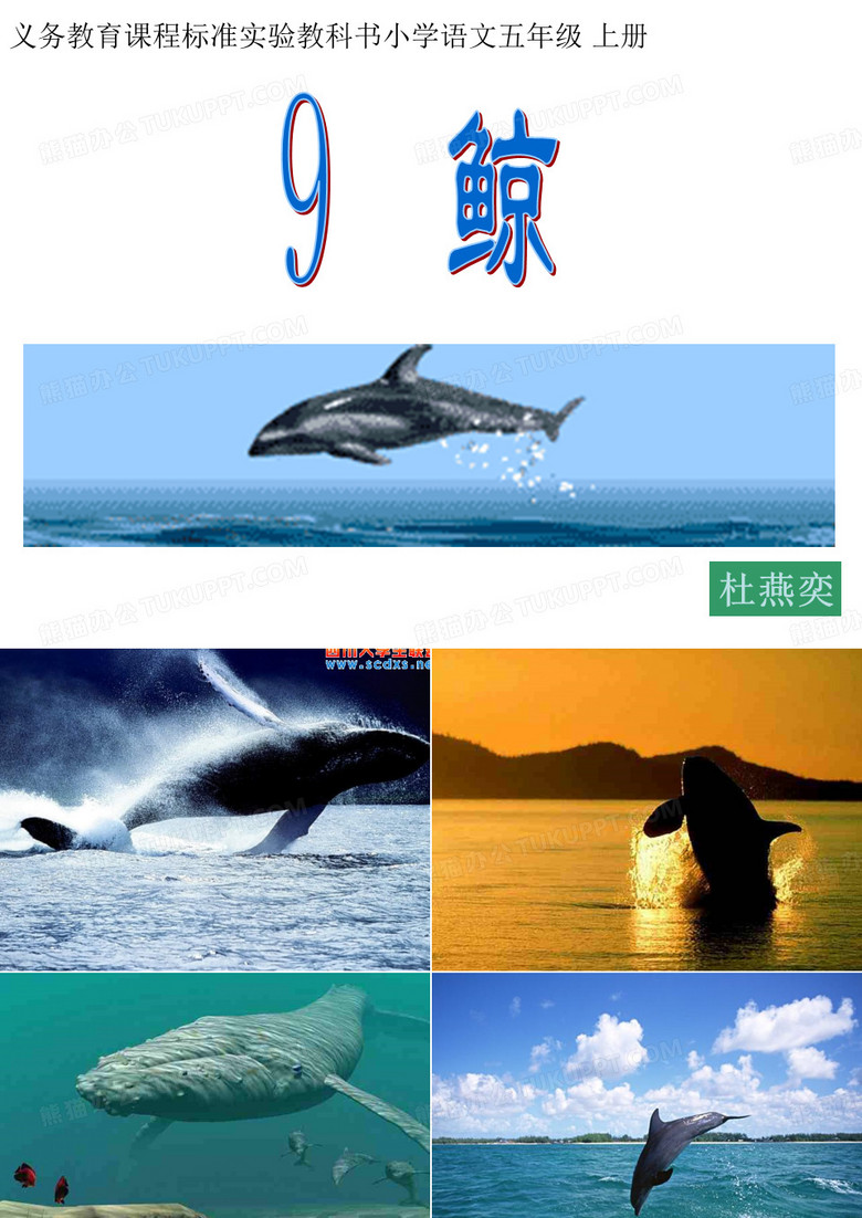 《鲸》课件