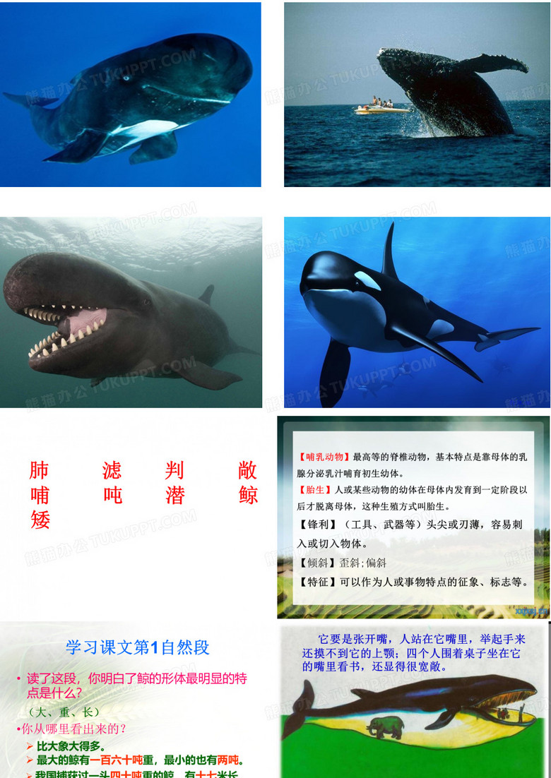 鲸 课件
