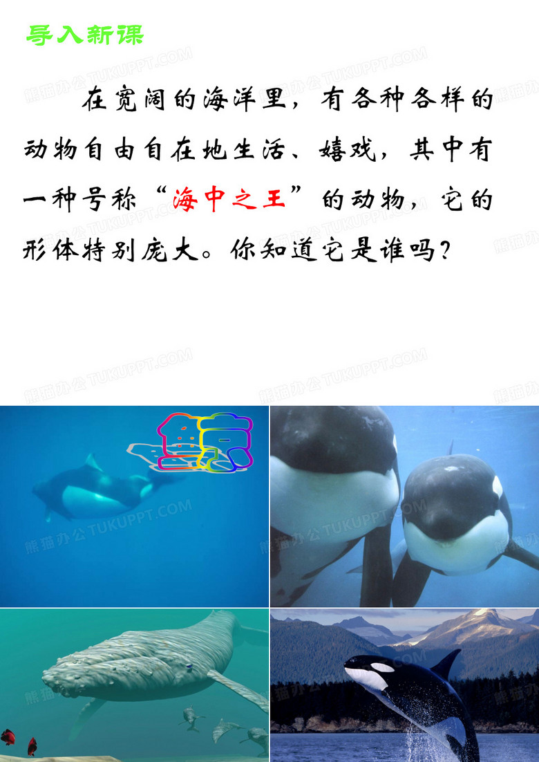 鲸课件