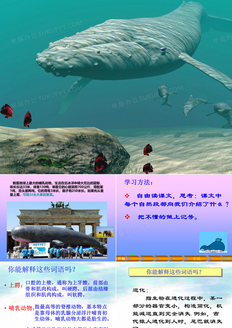 鲸-PPT课件