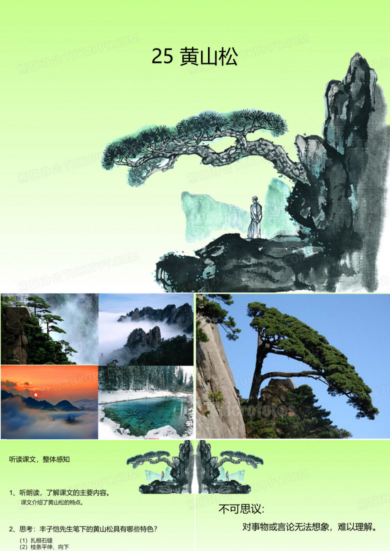 黄山松