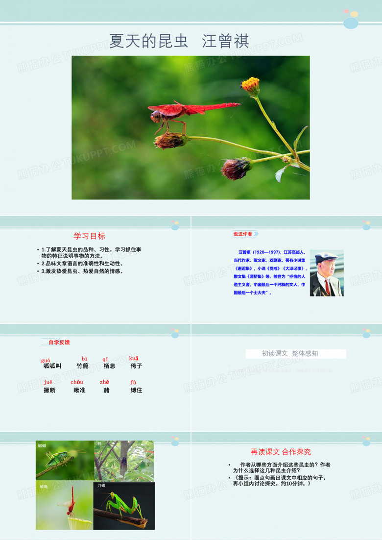 焦虎第一初中孔瑞婷夏天的昆虫 完整版教学PPT课件